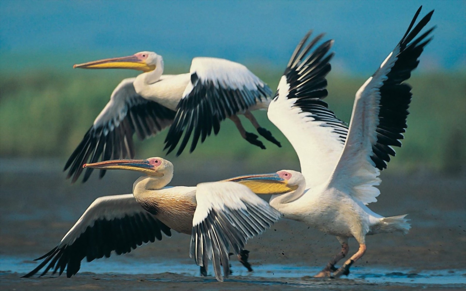 Animal Pelican Pelicans Wallpaper