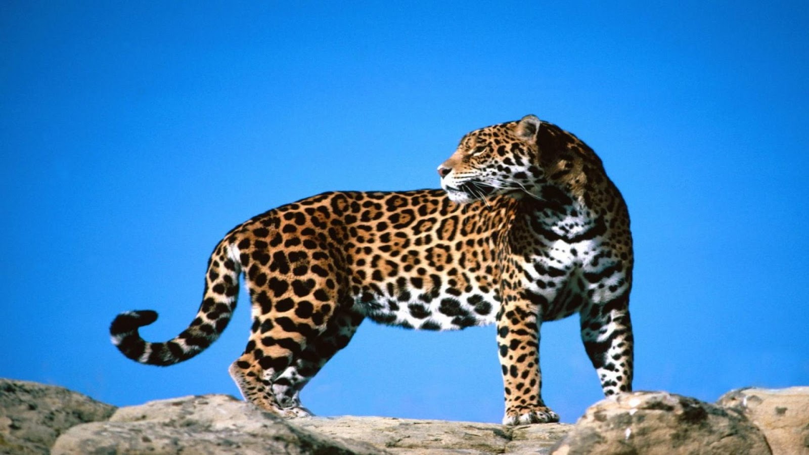HD Wallpaper Cheetah