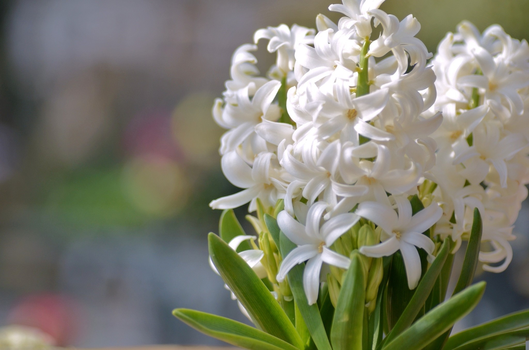 Full Size Hyacinth Wallpaper