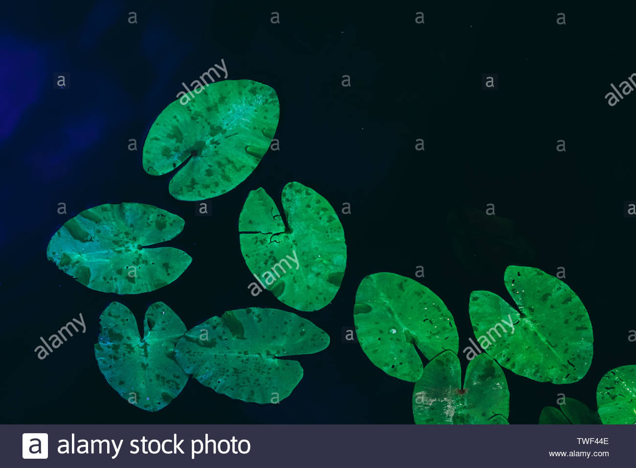 Lily Pad Floating On Top Stock Photos