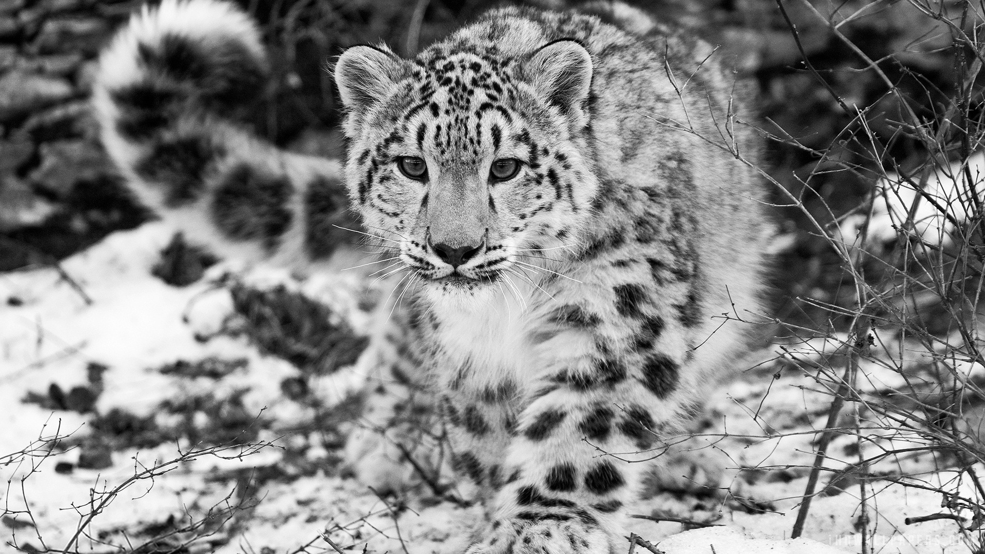 Snow Leopard Amazing Wallpaper Cheetah