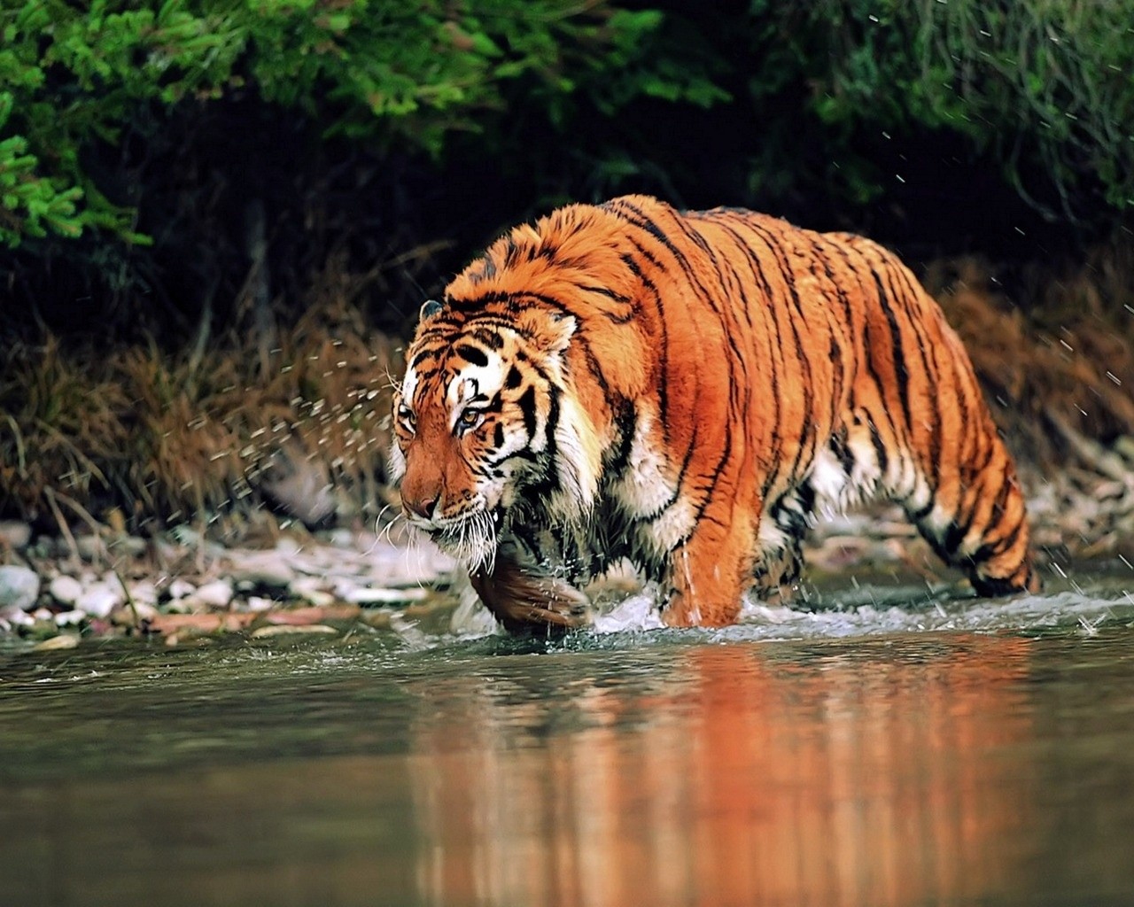 Wild Tiger Animal Walks In Water HD Wallpaper Search More