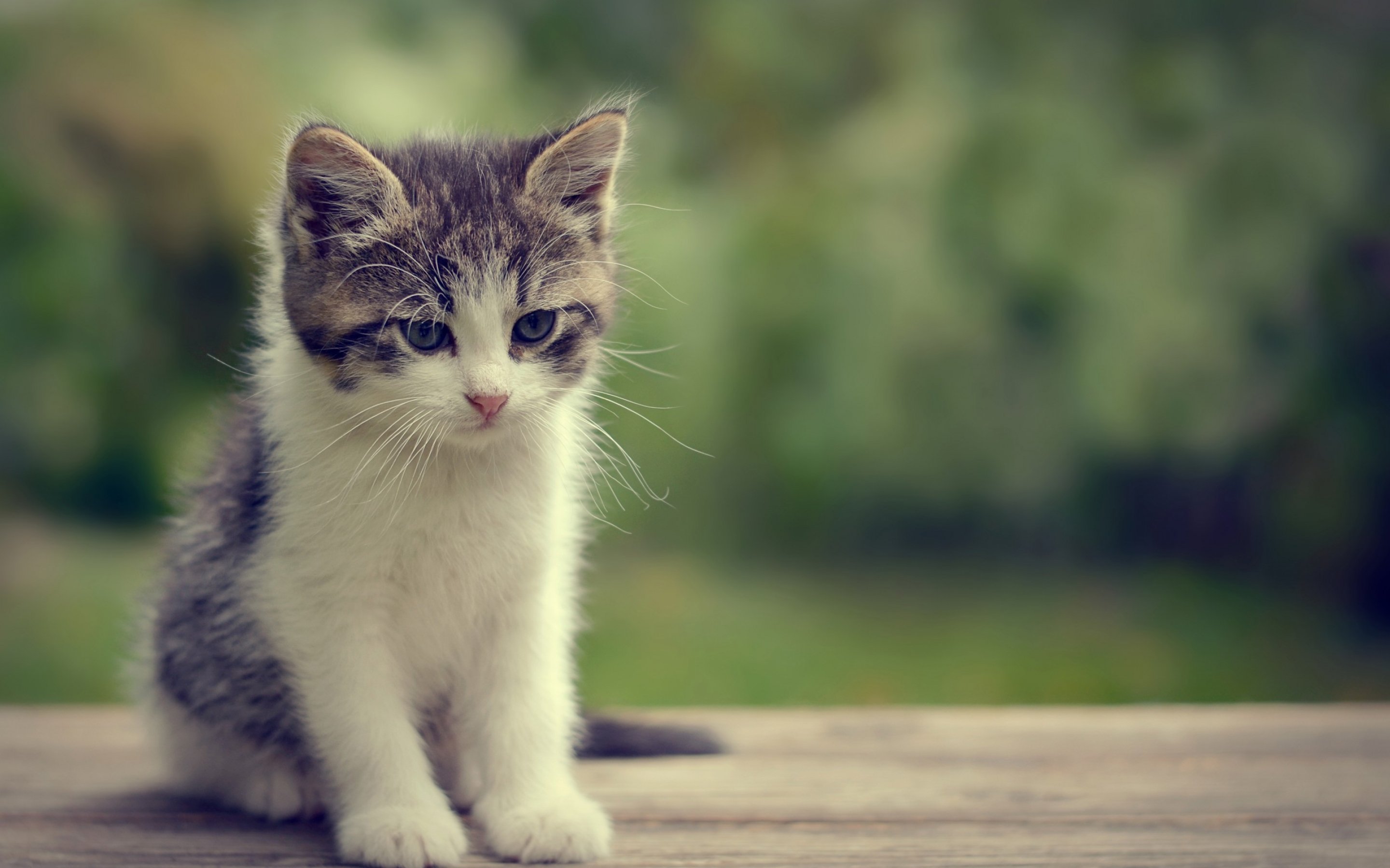 An adorable grey and white kitten sits on a wooden surface, its bright eyes looking towards the camera. The blurred green background suggests a natural outdoor setting