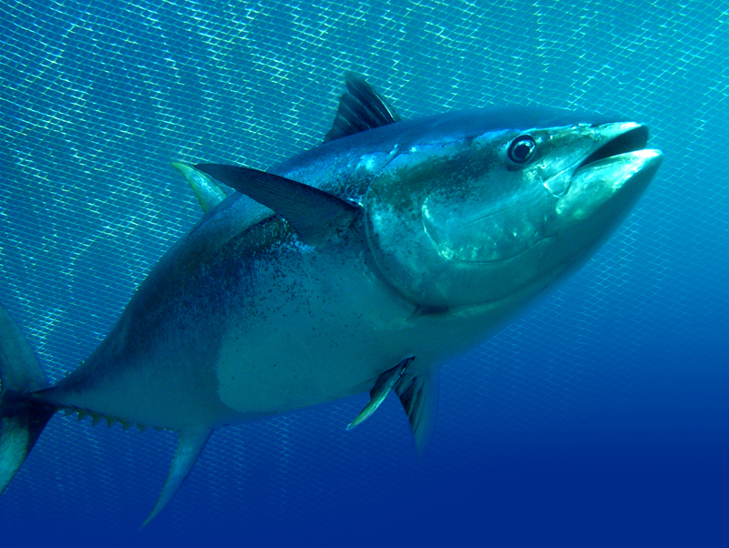 Tuna In Hq Resolution