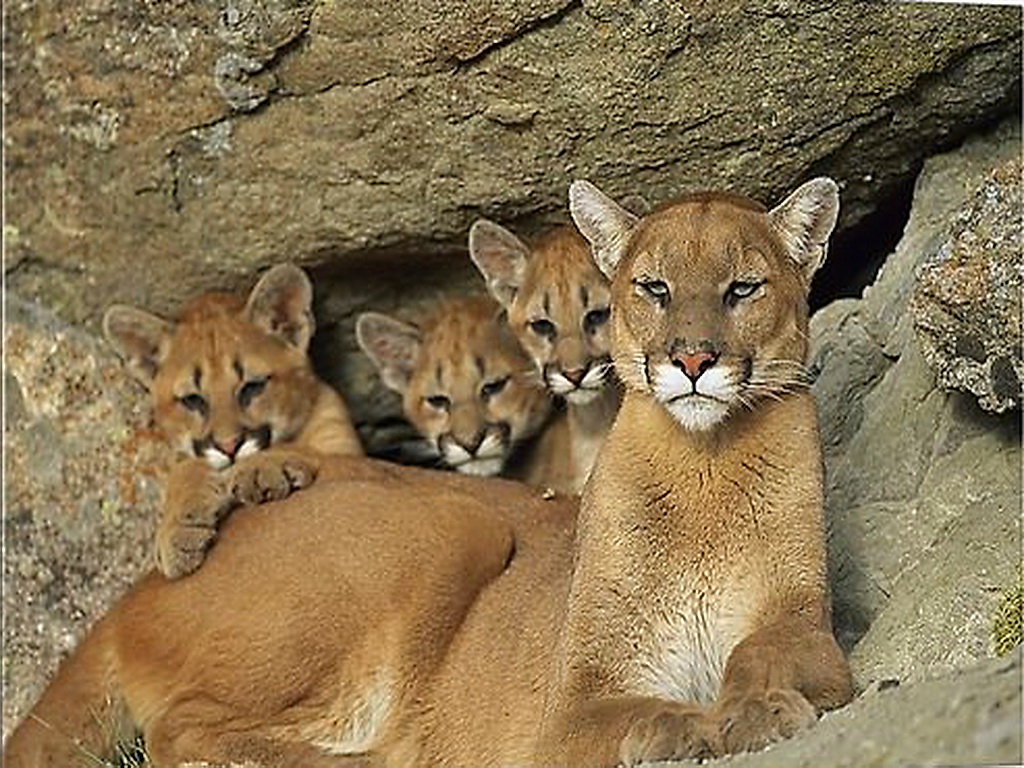 Cougar Puma HD Wallpaper Pictures Image Background