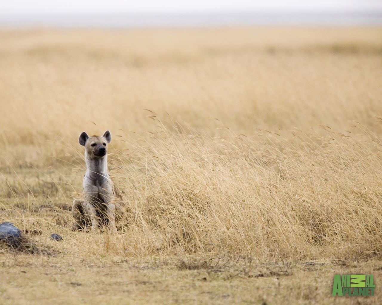 Hyena Pictures And Wallpaper Fun Animals Wiki Videos