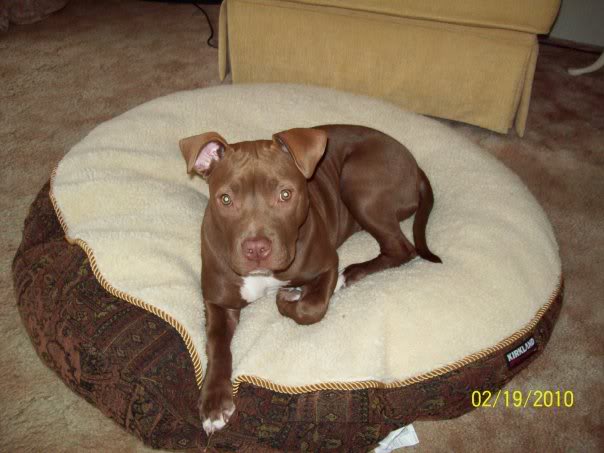 Red Nose Pitbull Pictures Image Photos Photobucket