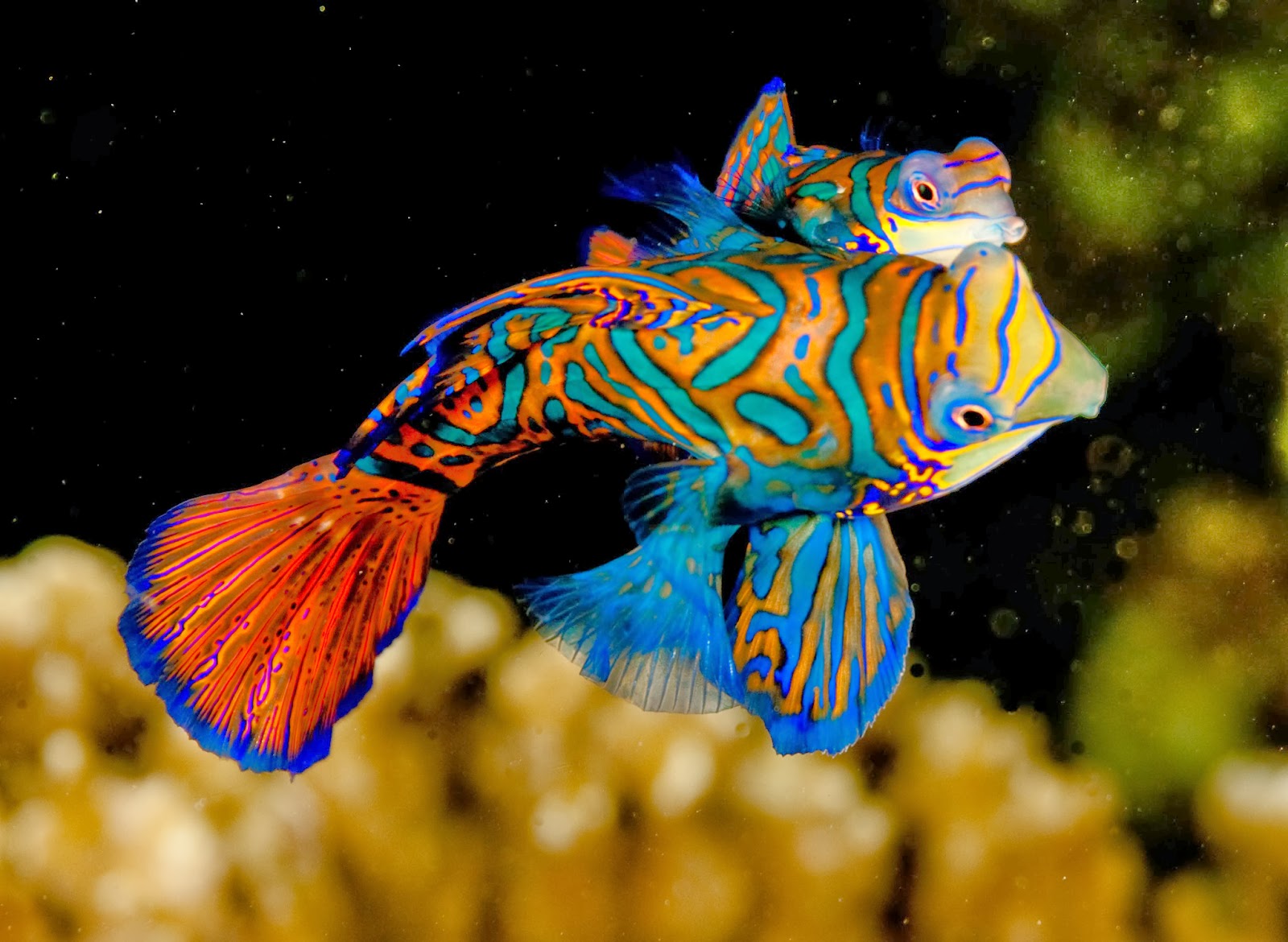 Gambar Mandarin Wallpaper Wallpapersafari Fish Hd Download Gambar Ikan