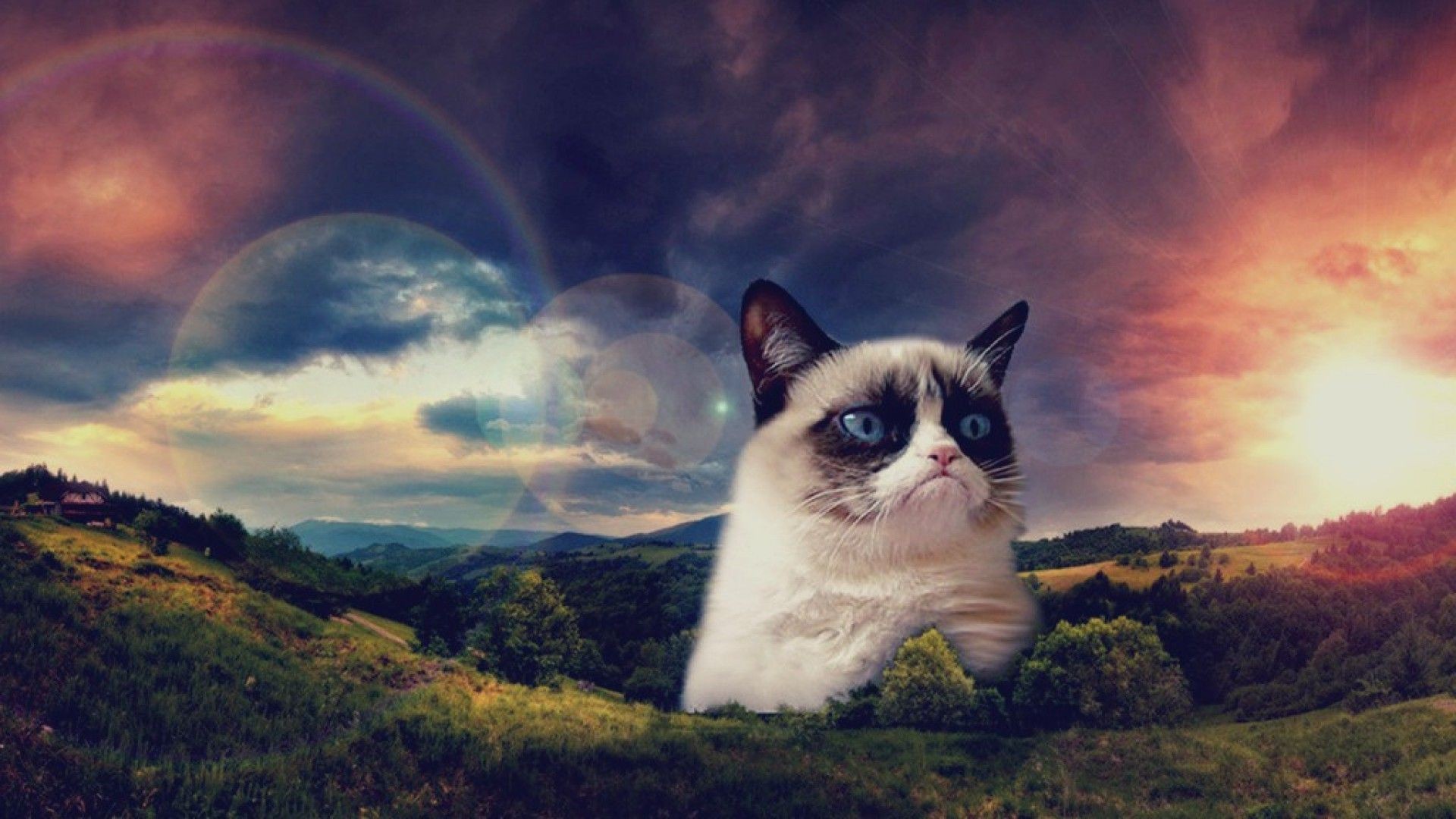 Grumpy Cat Wallpaper