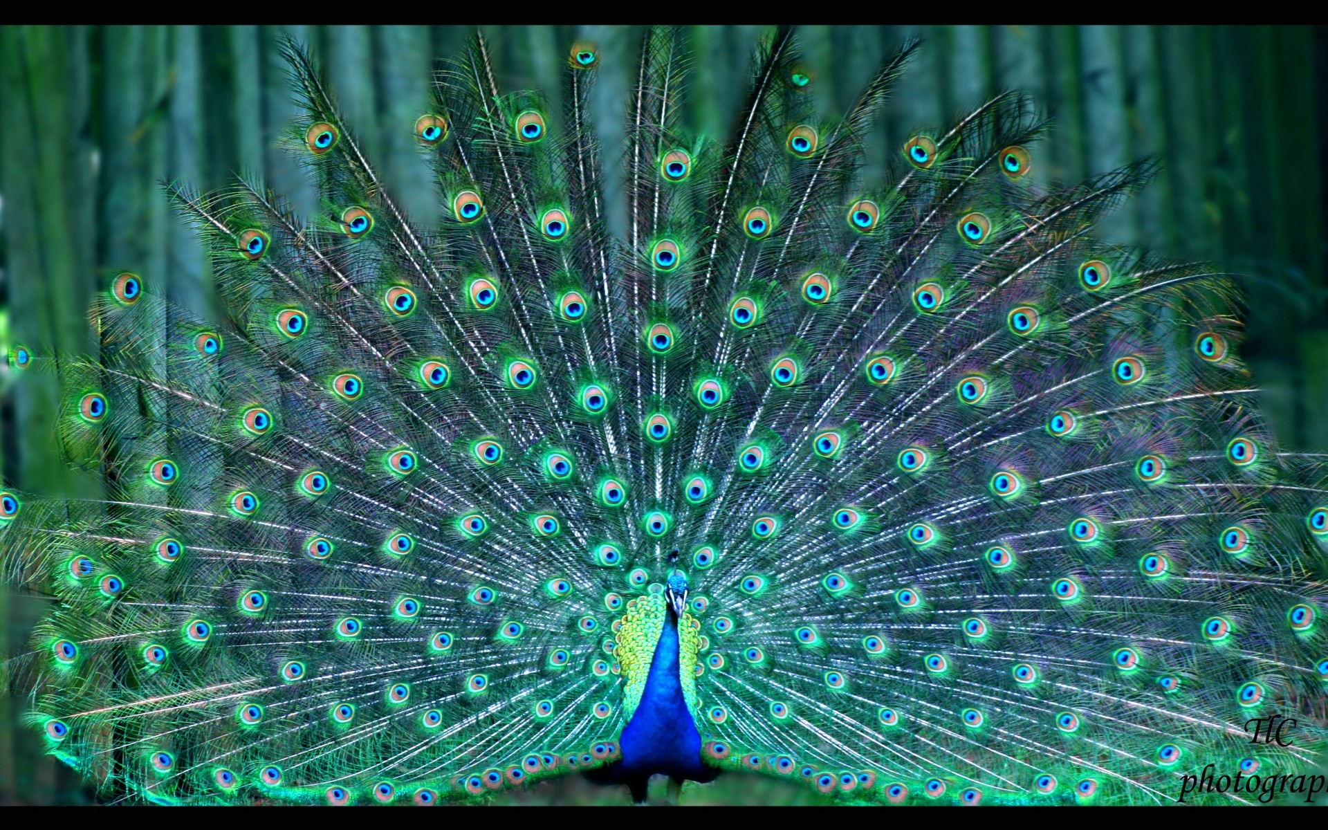 Peacock Puter Wallpaper Desktop Background Id