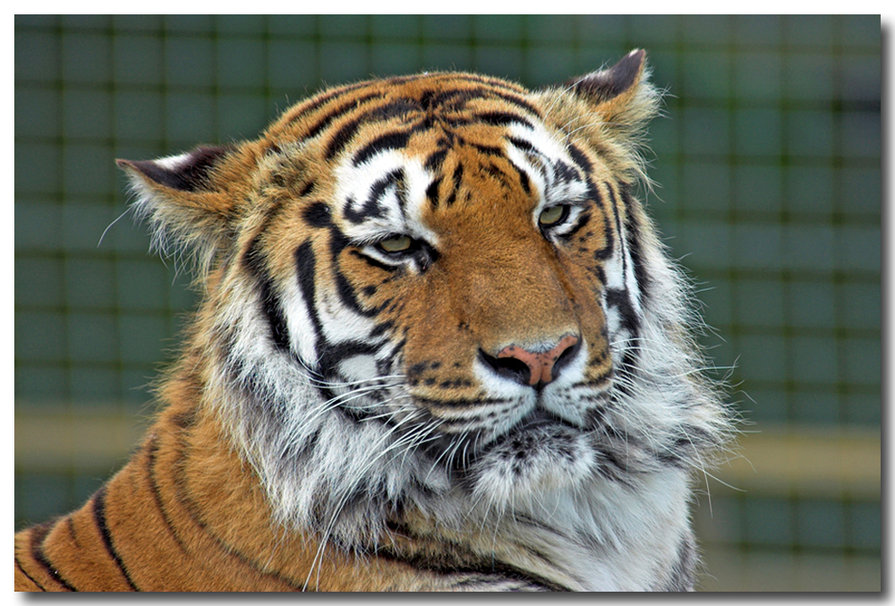 Cat Big Royal Bengal Tiger Wallpaper Desktop Pictures