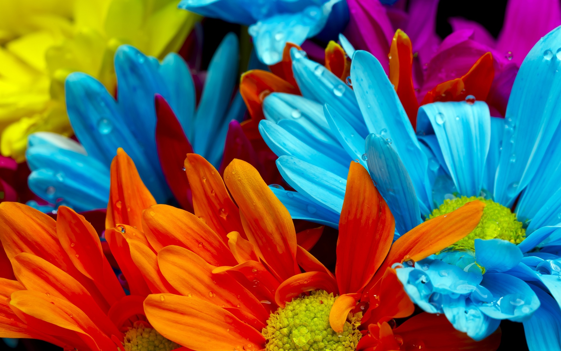 Free download Colorful Flower Hd Desktop Wallpaper HD Wallpapers [1920x1200] for your Desktop