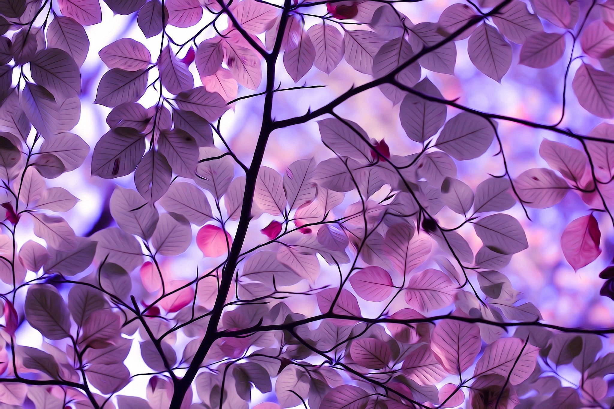 Purple Leaves HD Nature 4k Wallpaper Image Photos
