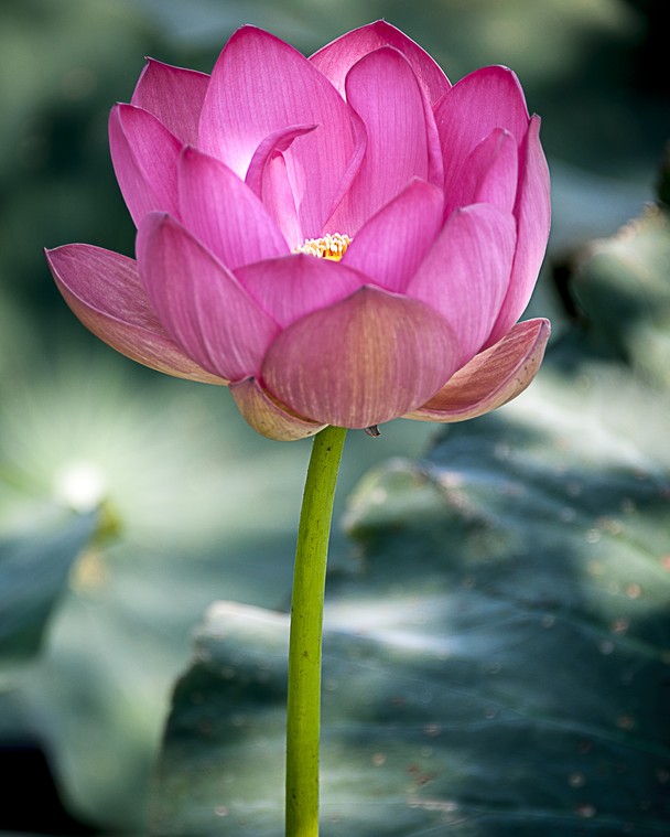 Source Url Kootation National Flower Lotus Gif Html