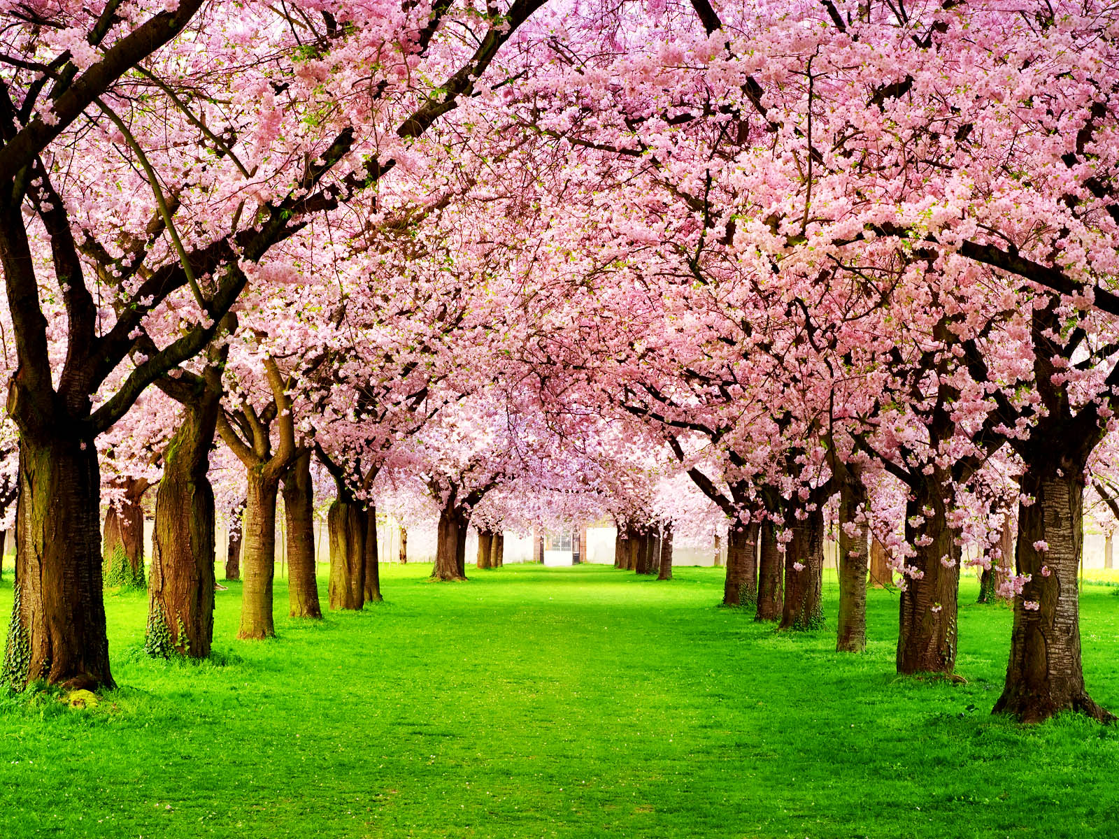Tag Cherry Tree Wallpaper Image Photos Pictures And Background