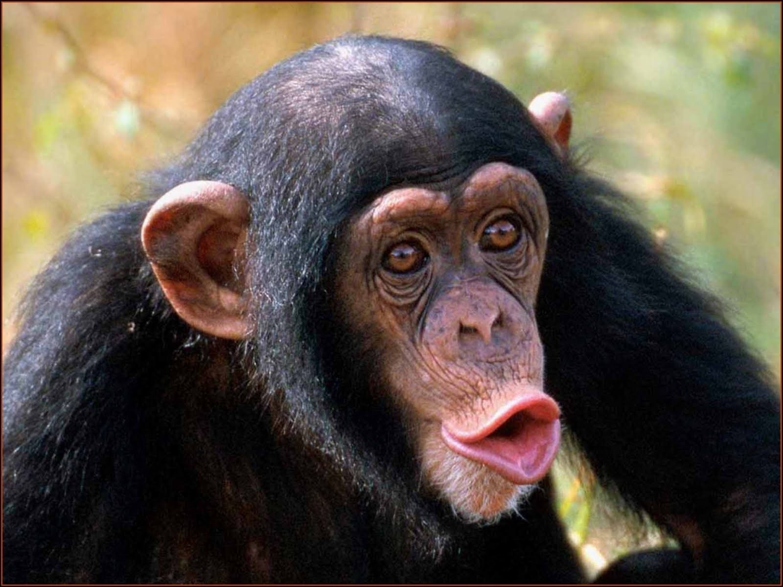 Crazy Animal Monkey Pics HD Wallpaper