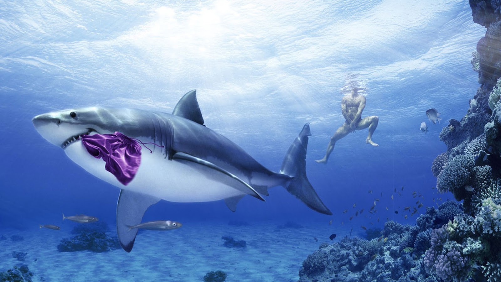 Funny Shark Wallpaper HD In Animals Imageci