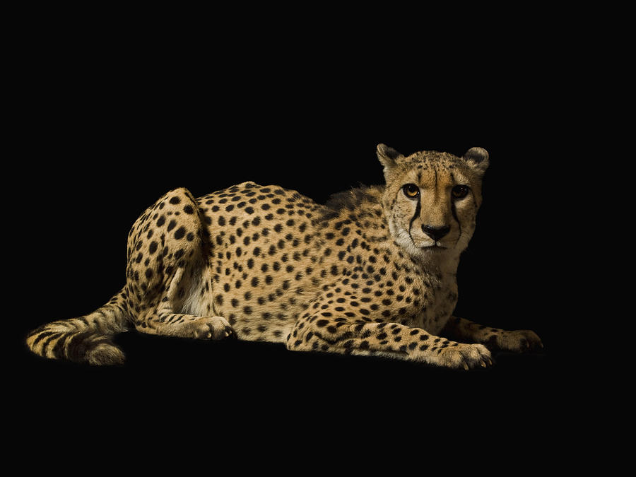 Cheetah On Black Background Photograph