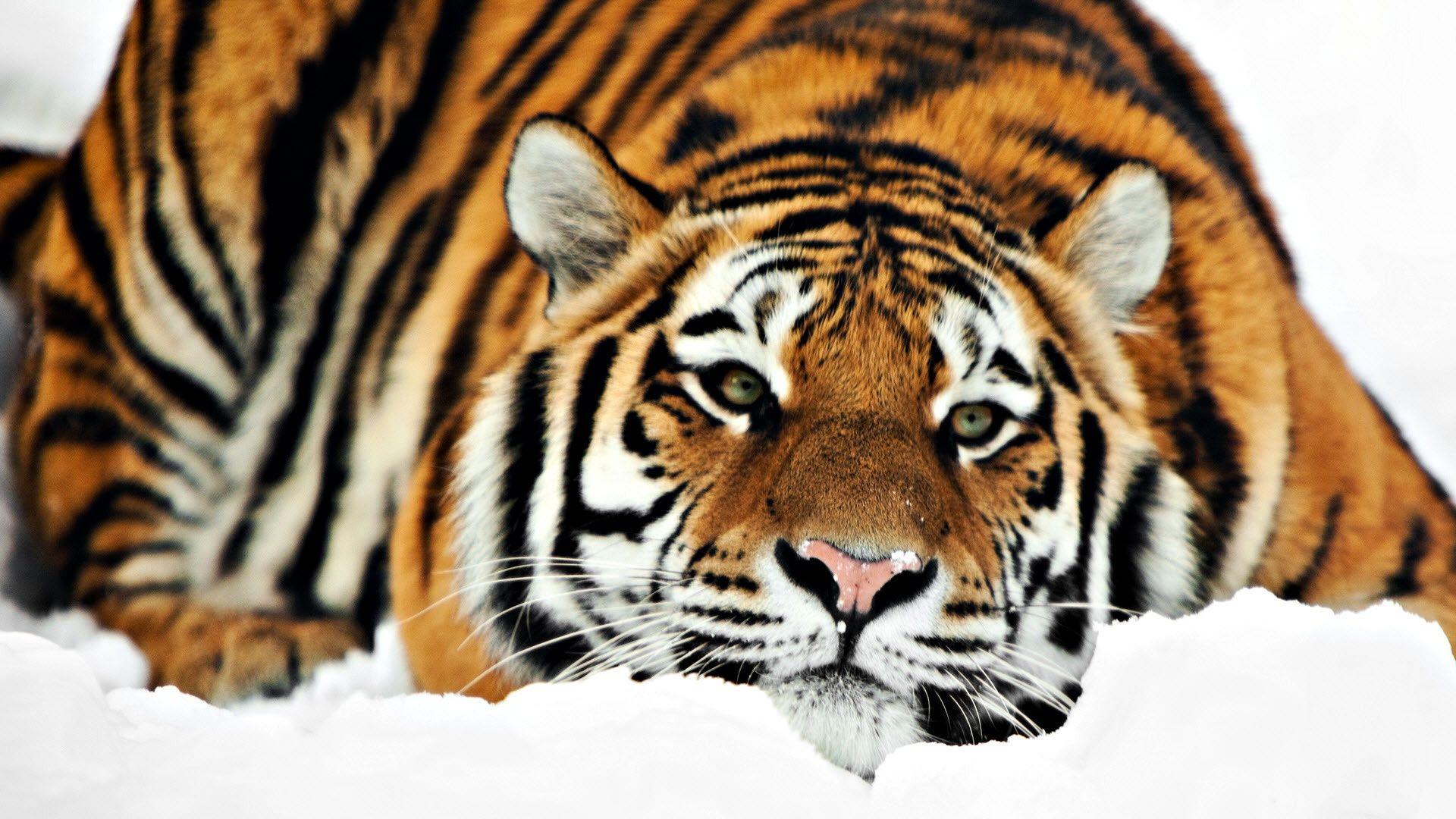 Siberian Tiger Wallpaper Top Background