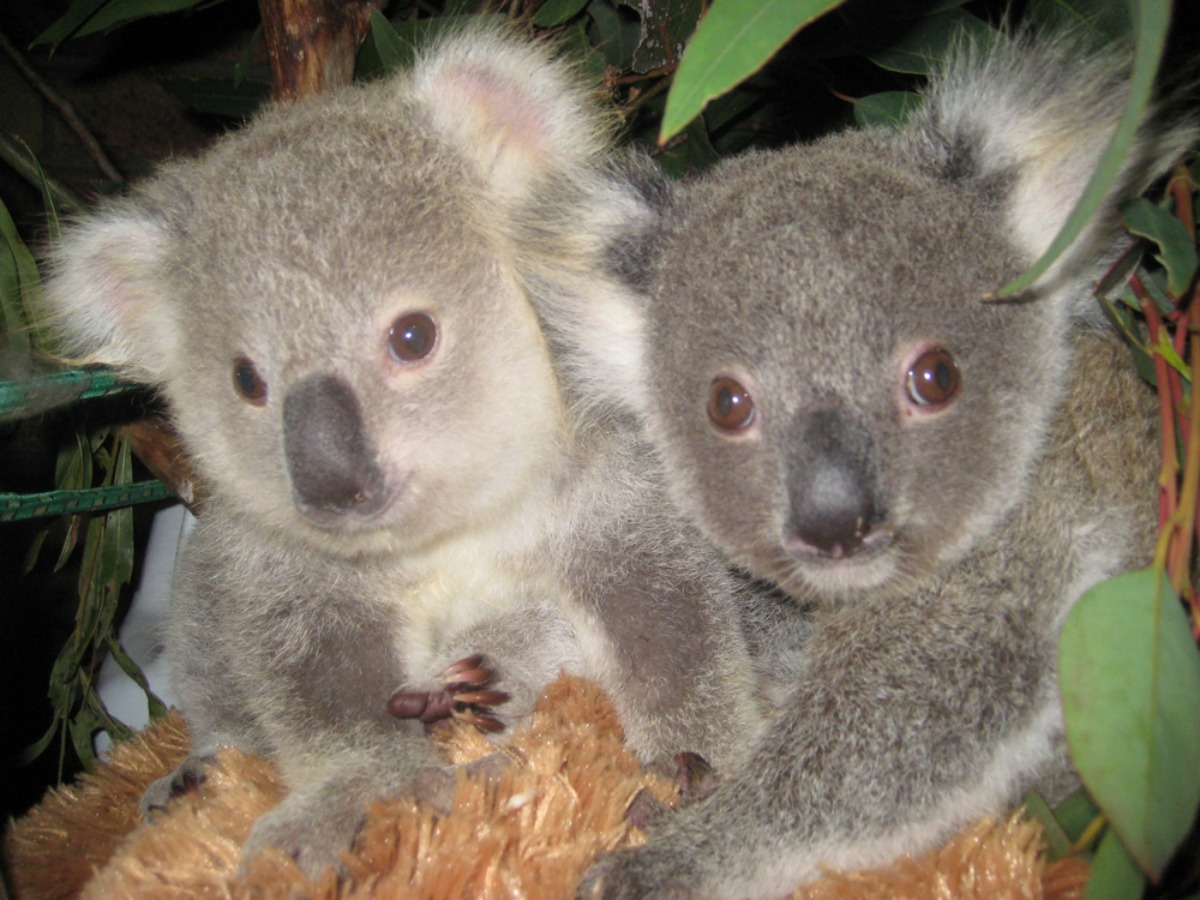 Baby Koalas Eric and Penny wallpaper   ForWallpapercom