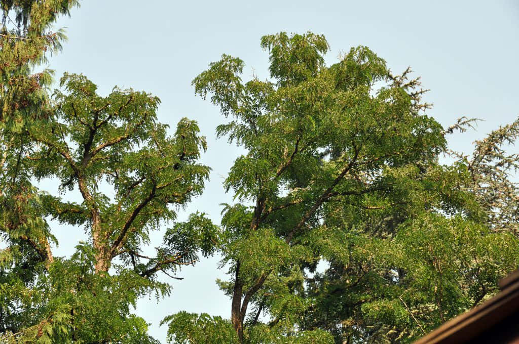 Enjoy The Beauty Of A Black Locust Tree S Flowers And Leaves Wallpaper