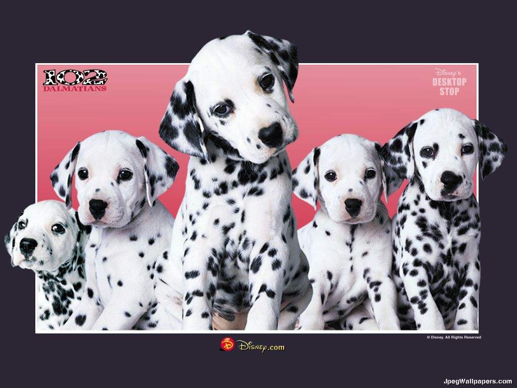 101 Dalmatians Puppy  Dogs  Animals Background Wallpapers on Desktop  Nexus Image 357667