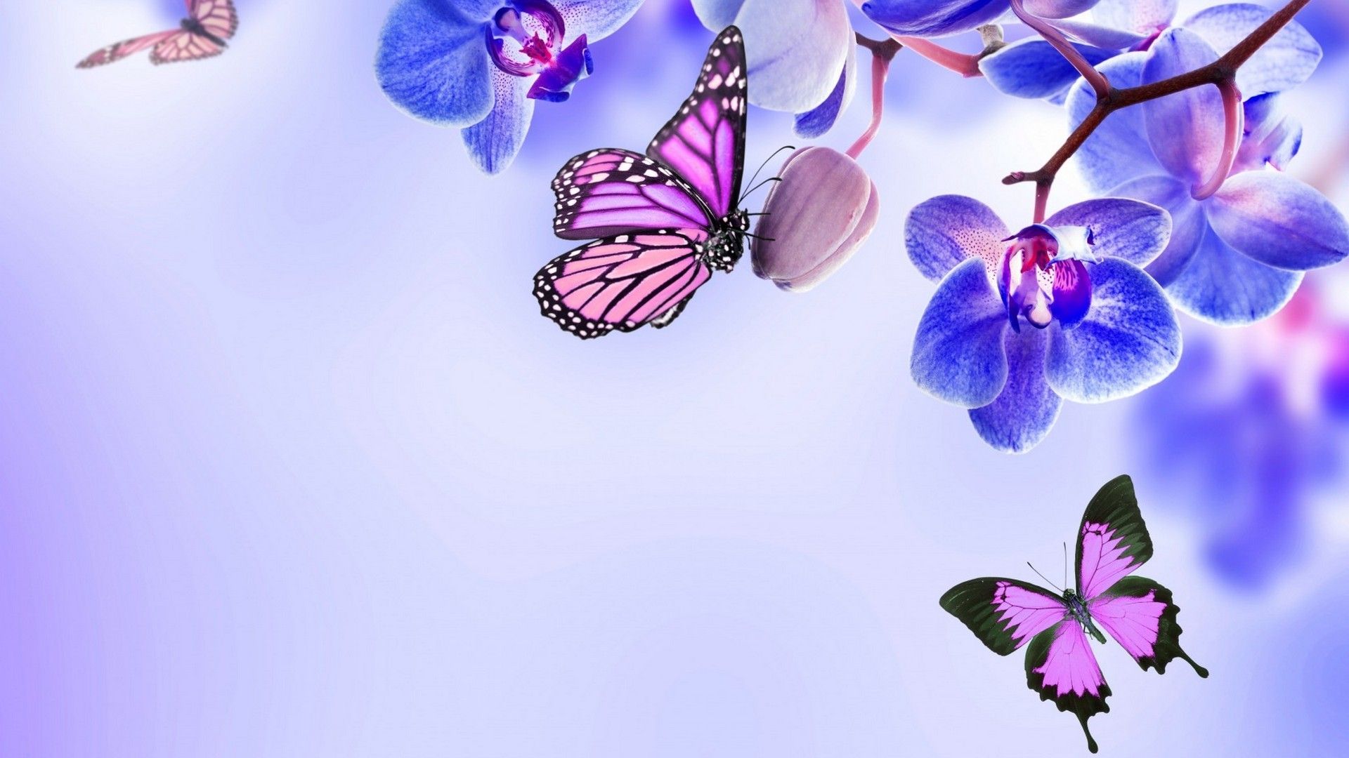 Purple Butterfly Desktop Wallpaper Top