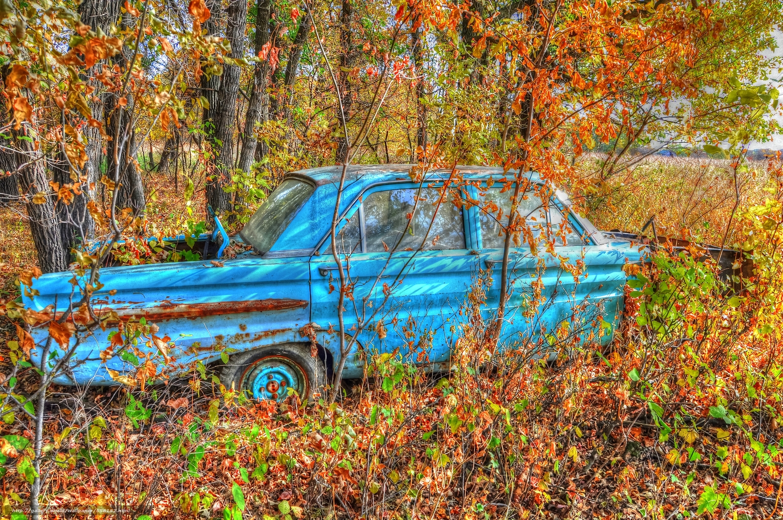 Wallpaper Forest Autumn Abandoned Car Desktop