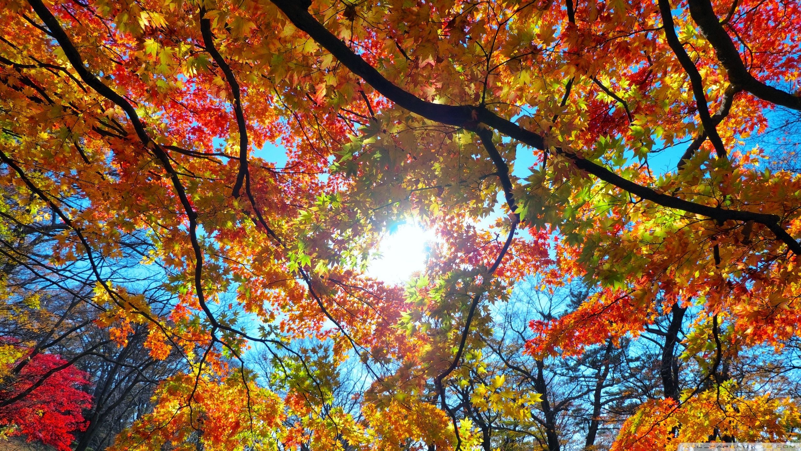 Fall Wallpaper On