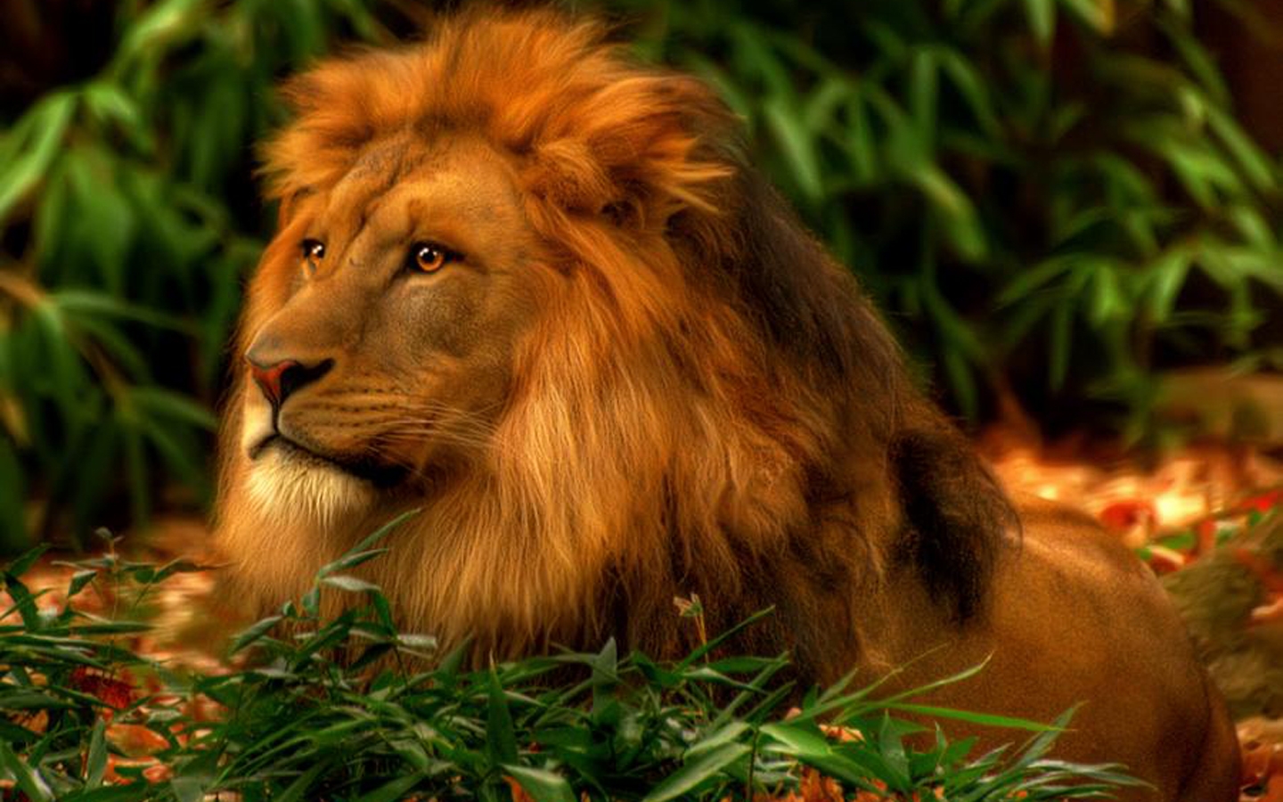 Cool Lion Wallpaper - WallpaperSafari