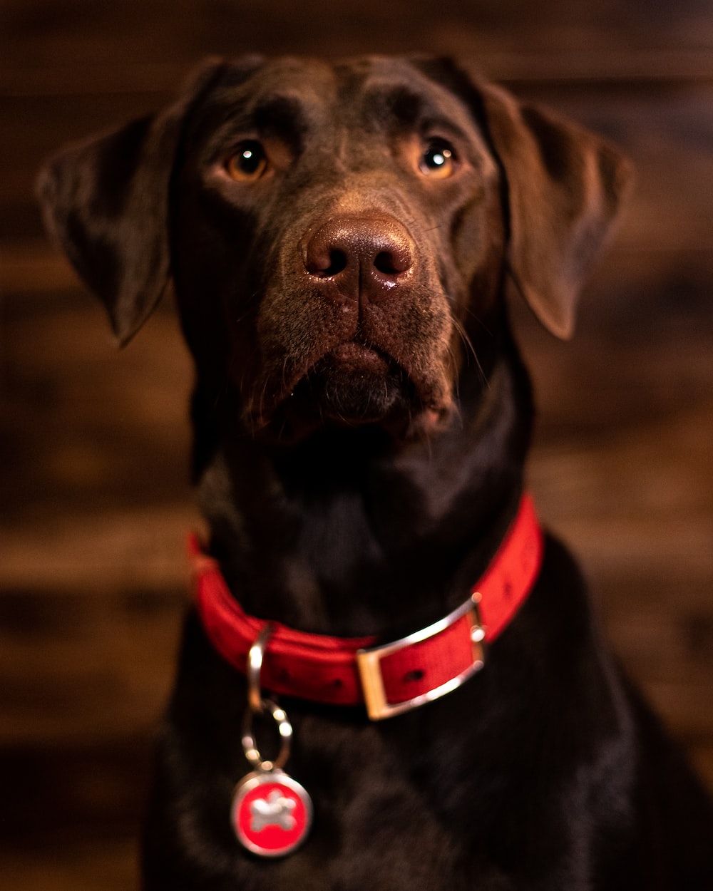 30k Chocolate Labrador Pictures Download Free Images on