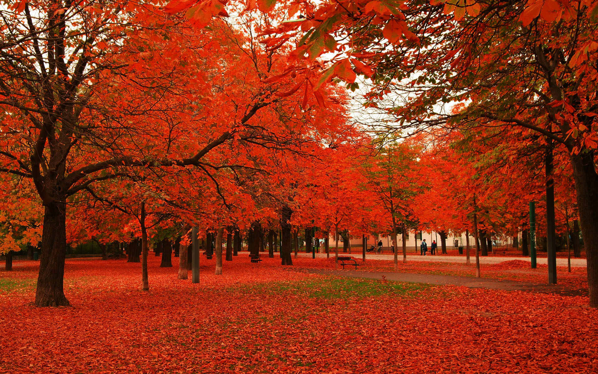 Vivid red autumn leaves blanket the ground in a park, with vibrant trees creating a stunning fall scene