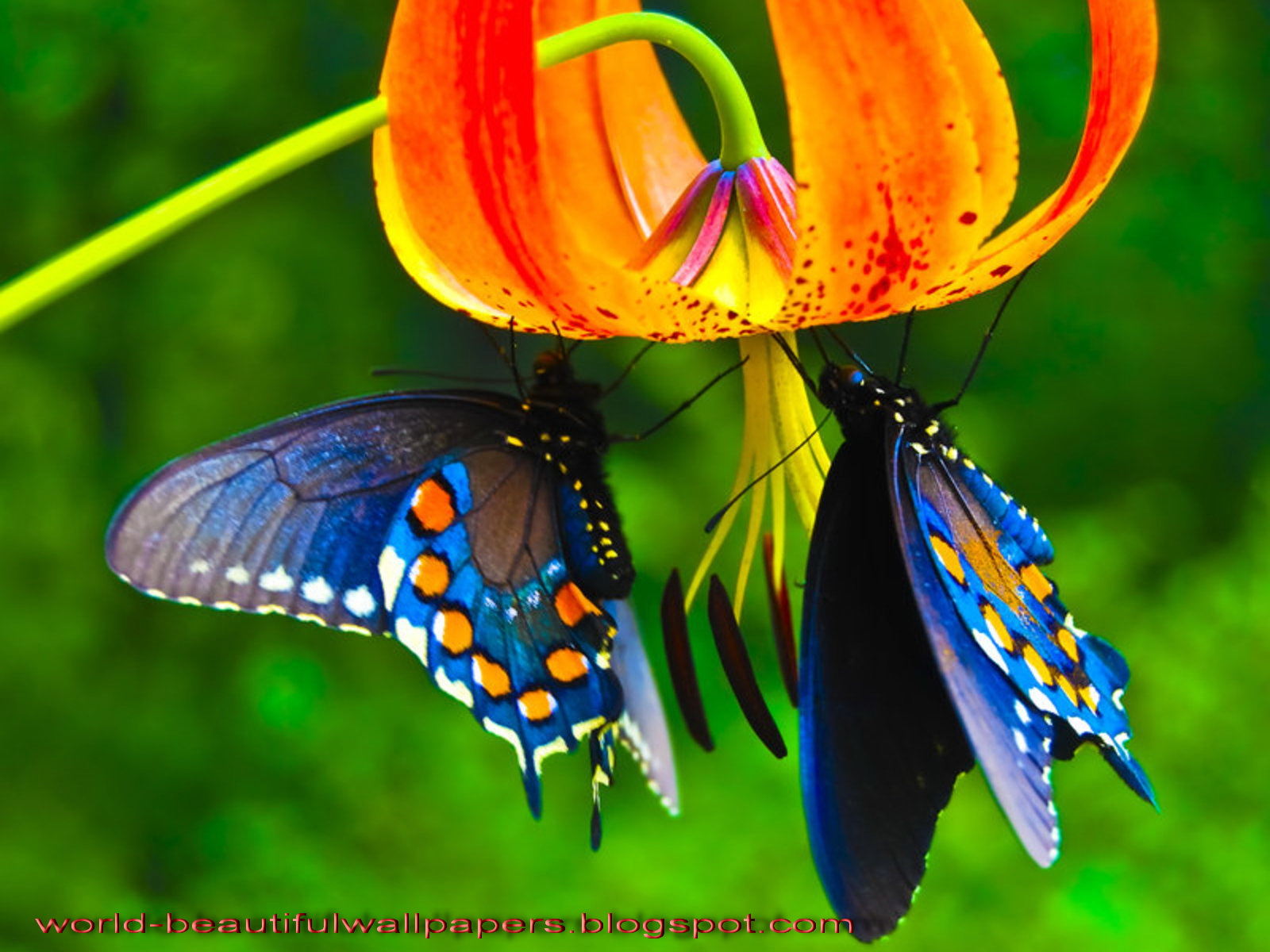 Beautiful Butterflies Wallpaper