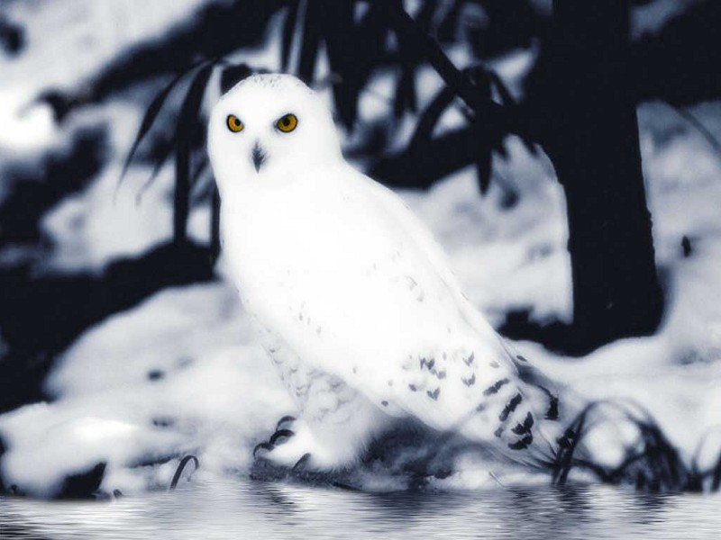 White Owl Wallpaper High Definition Cool Nature