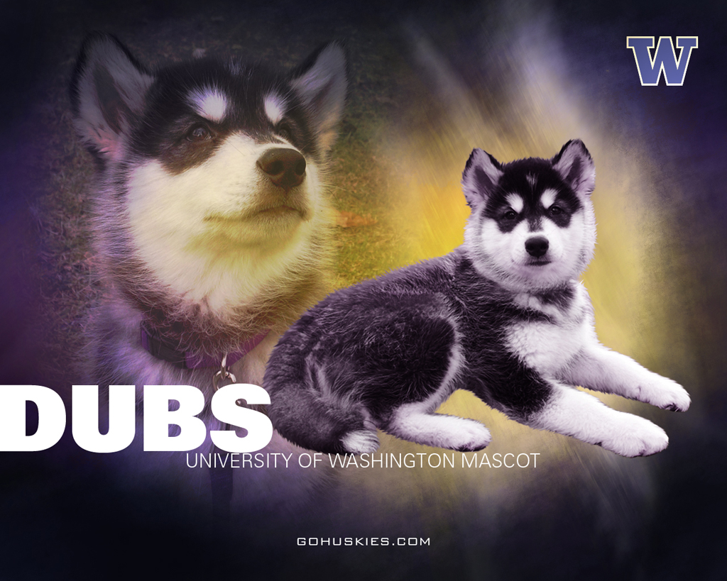 Washington Huskies Gladiator Football Wallpaper To Your Mobile Phone