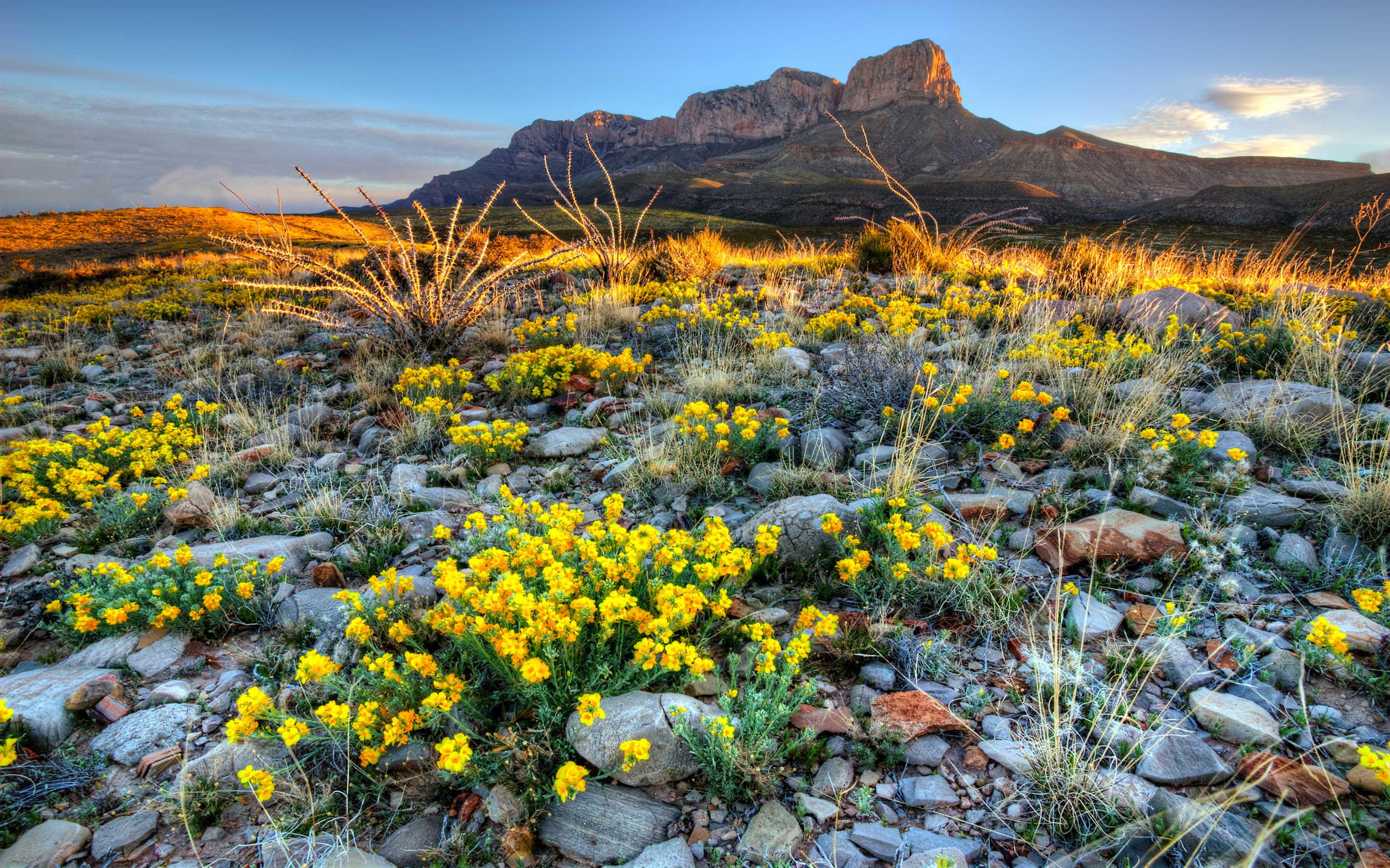 Guadalupe National Park Texas United States Wildflowers In Spring