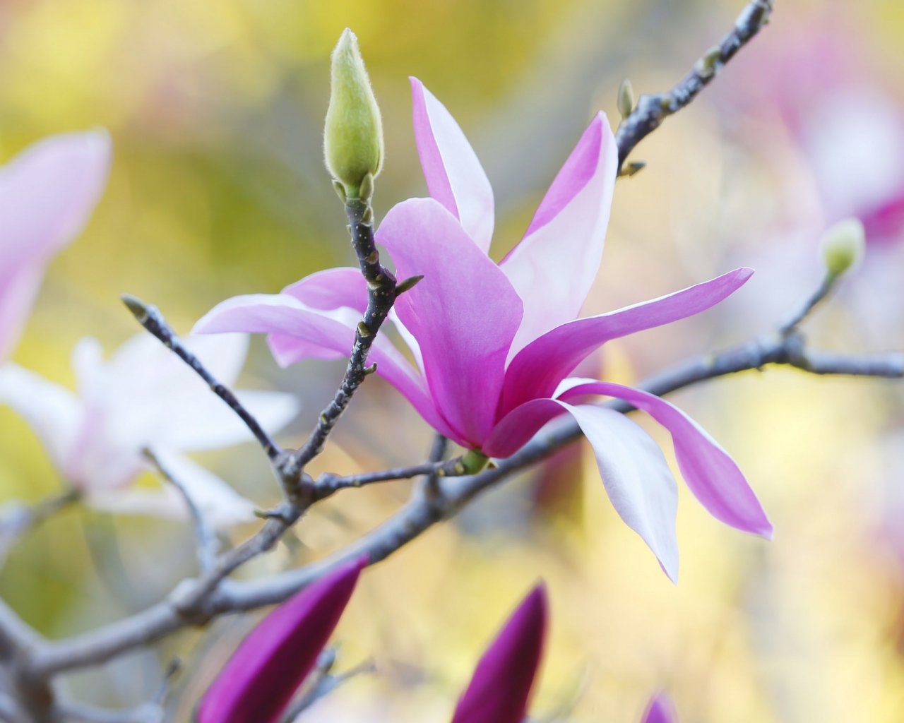 Download HD Purple Magnolia Flower Wallpaper Wallpapers Byte