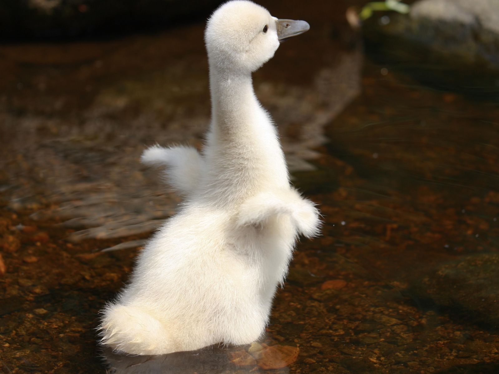 Cute White Baby Duck Gosling Duckling Wallpaper