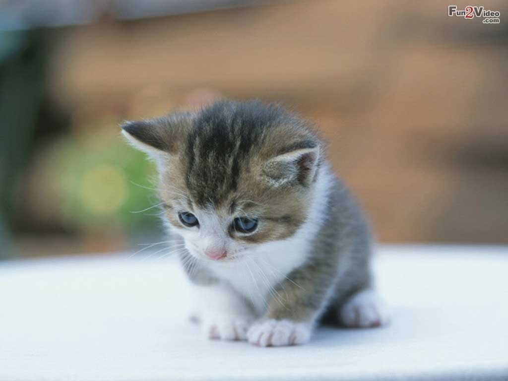 Cute Baby Kittens Girl Animal