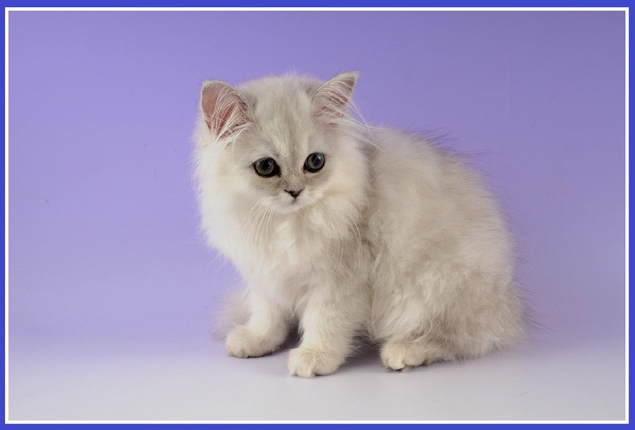 Cute Fluffy Kitten Wallpaper