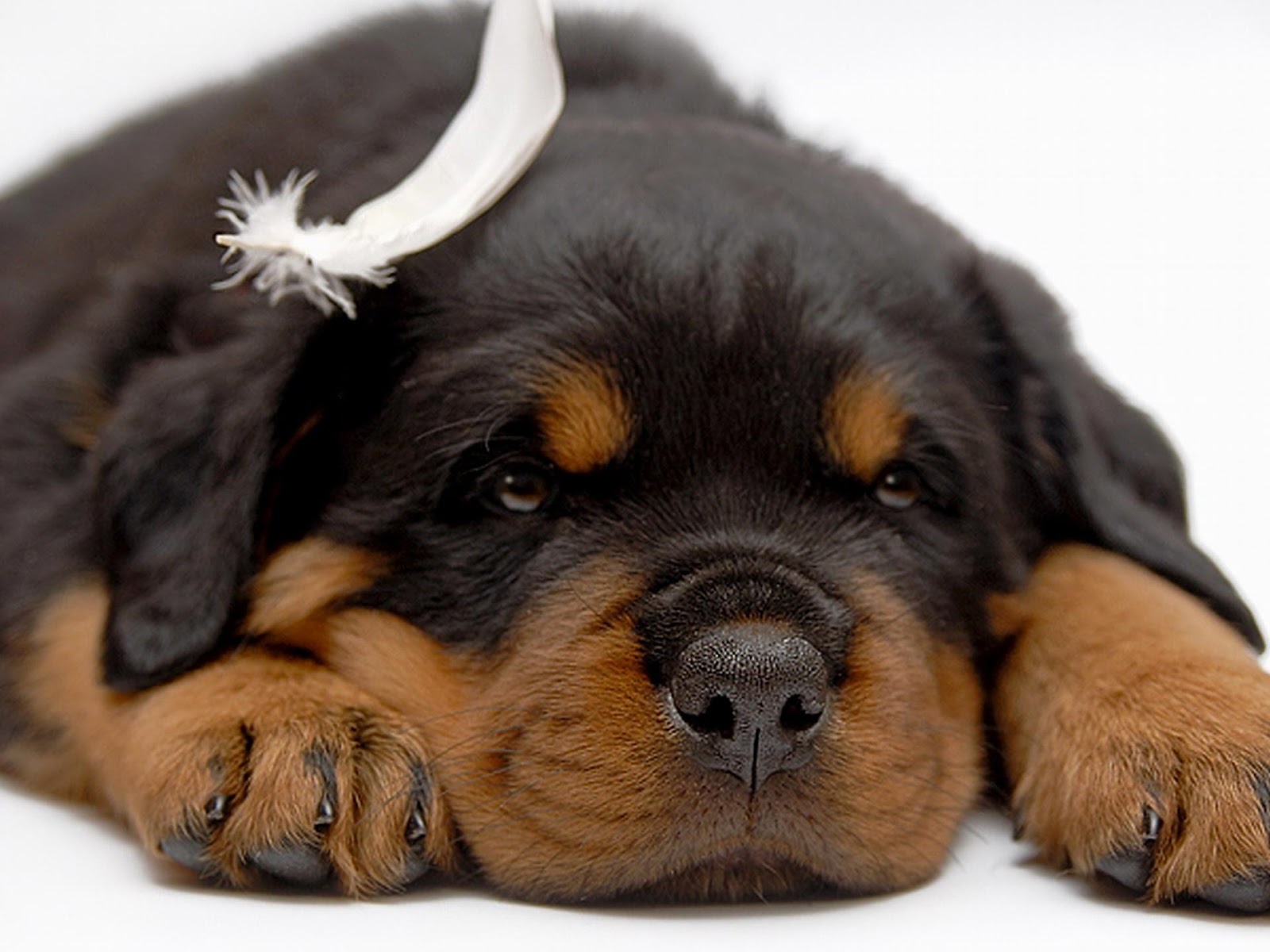 Cute Puppy Dogs Rottweiler puppies