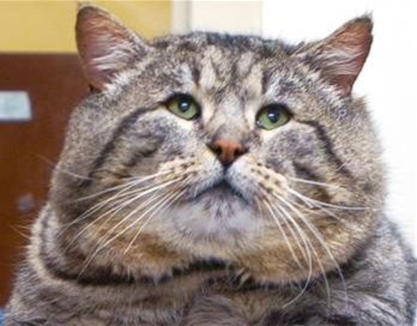 Fat Cat Image At Clker Vector Clip Art Online Royalty