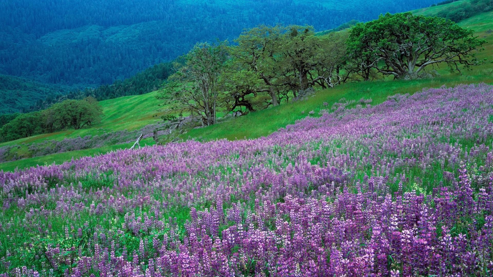 Field Of Purple Flowers HD Wallpaper