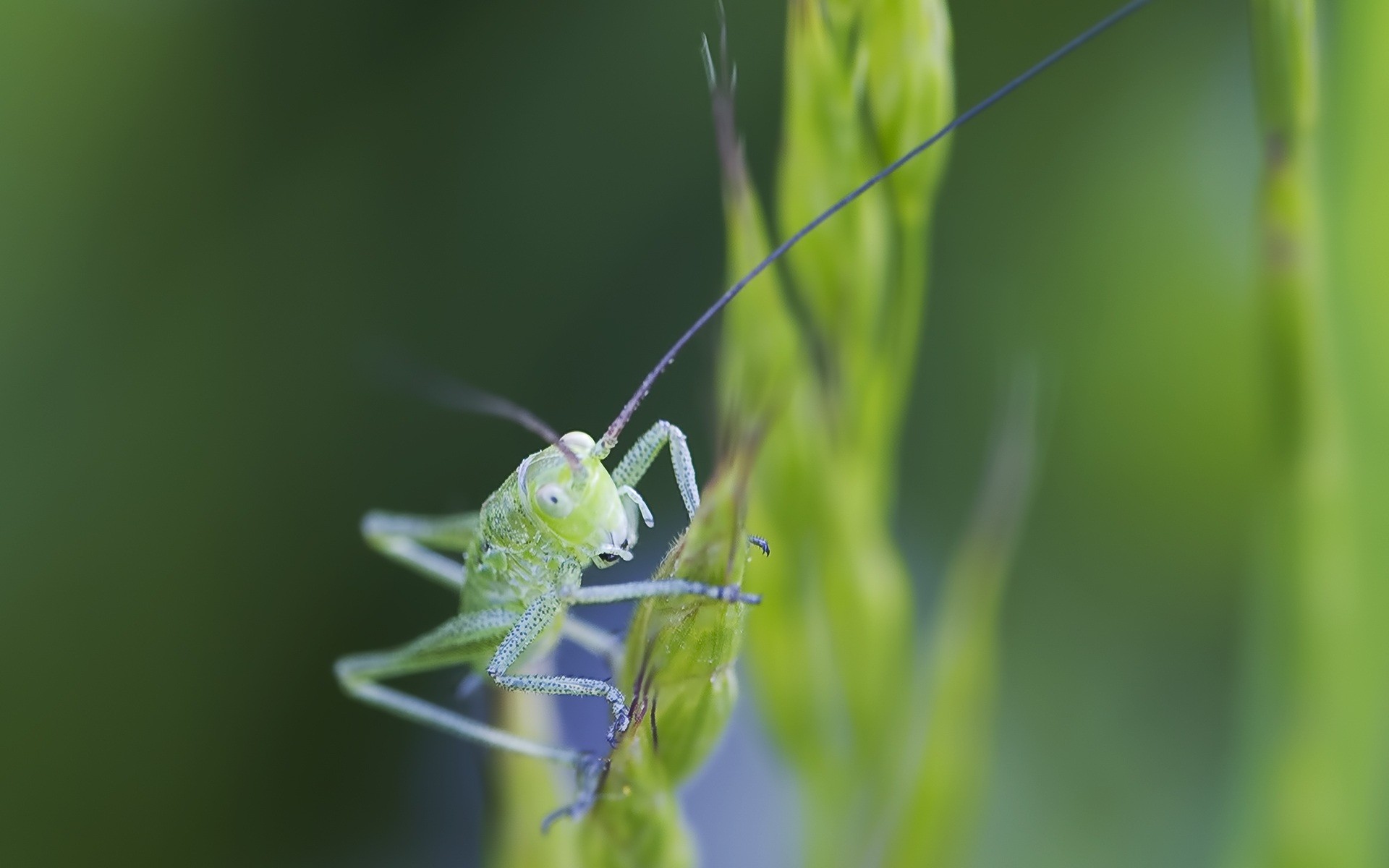Grasshopper HD Wallpaper Background