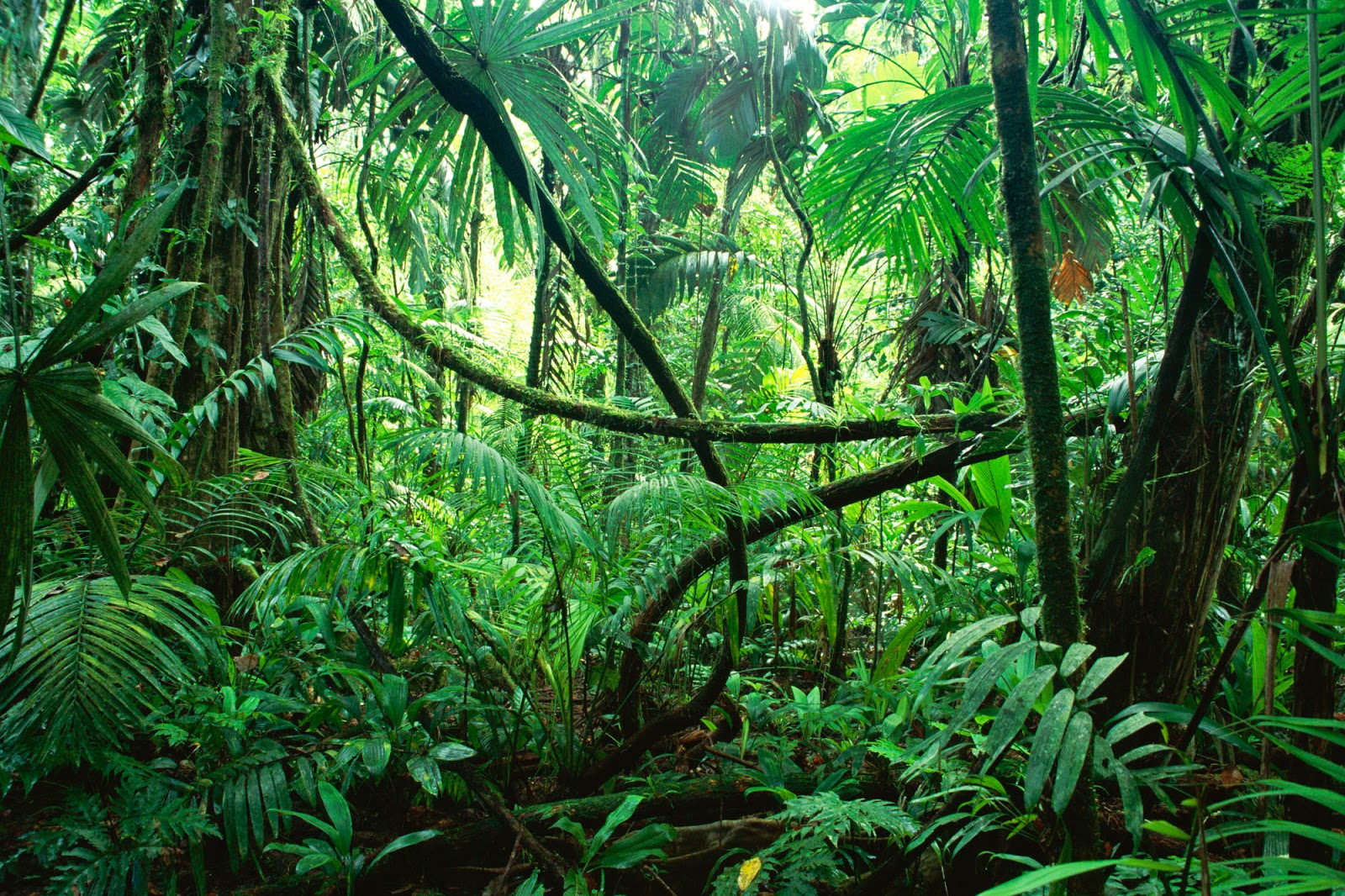 Background Jungle Kindle Pics