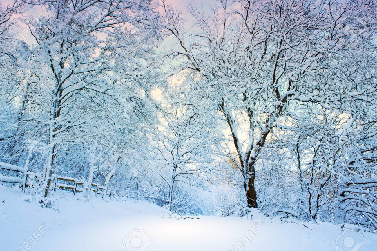 Beautiful Winter Landscape With Snow Covered Trees