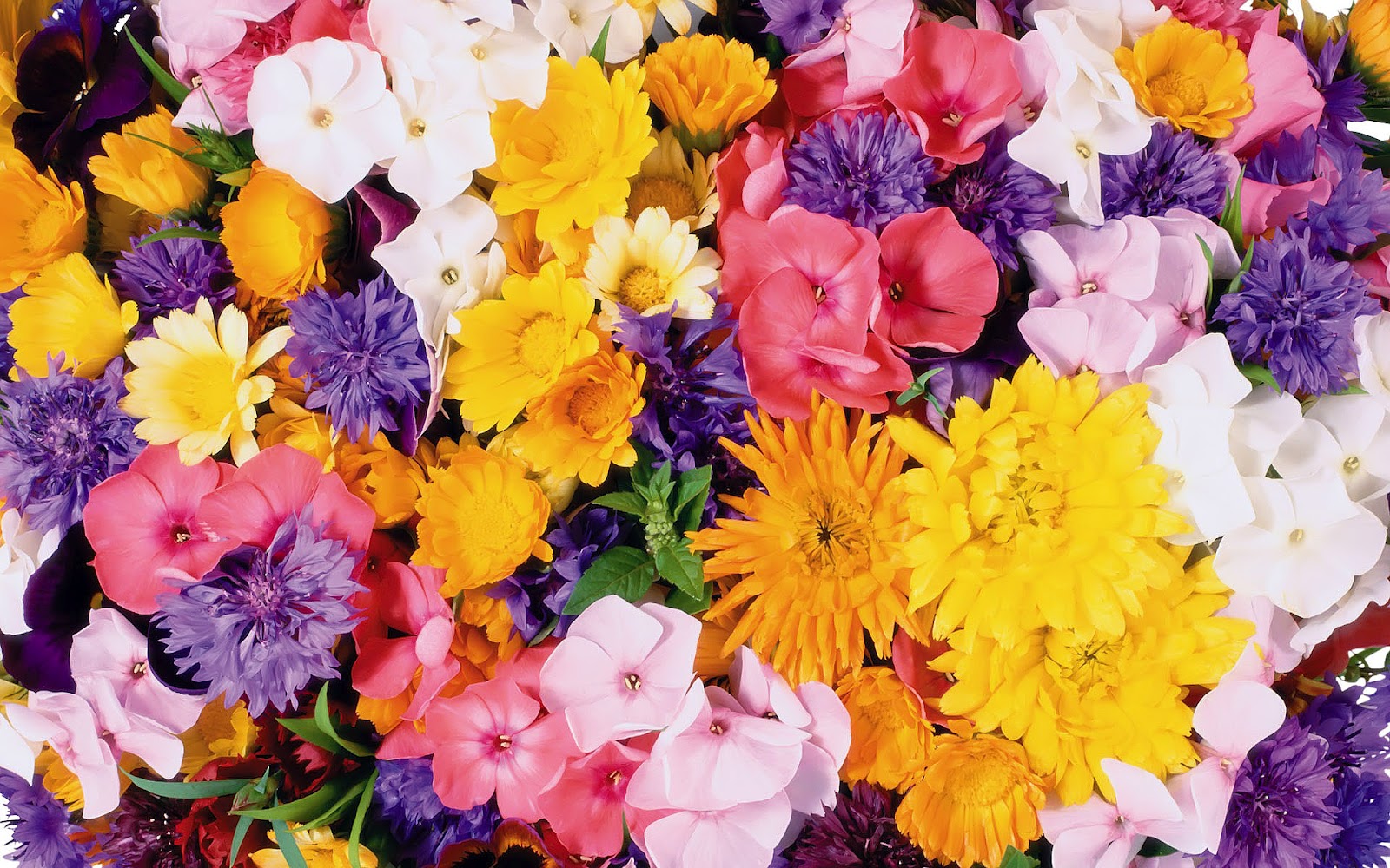 Flowers Wallpaper Flower Top Best HD