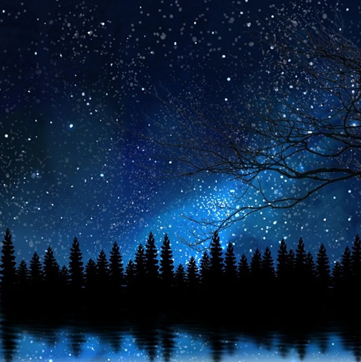 Beautiful Forest Night Wallpaper Natural