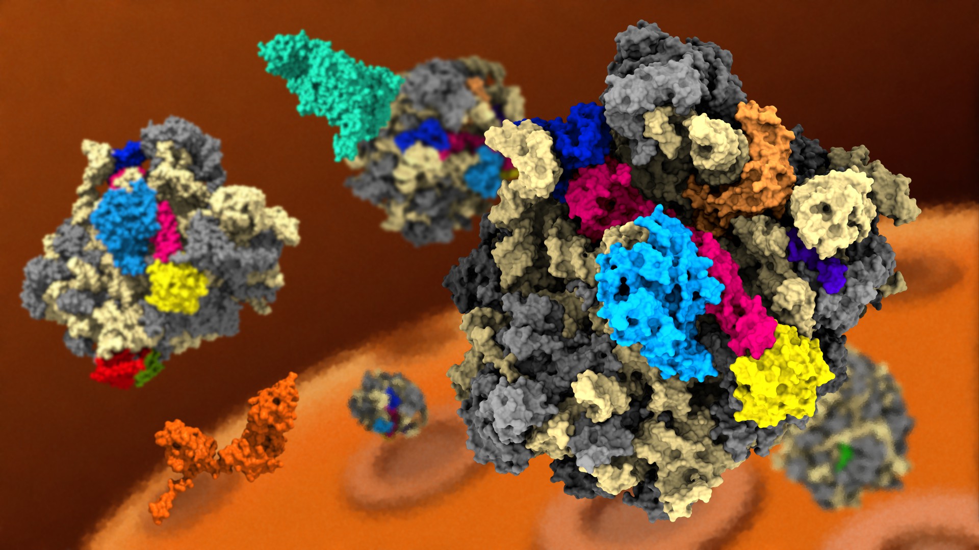Ribosomes assemble eLife Science Digests eLife