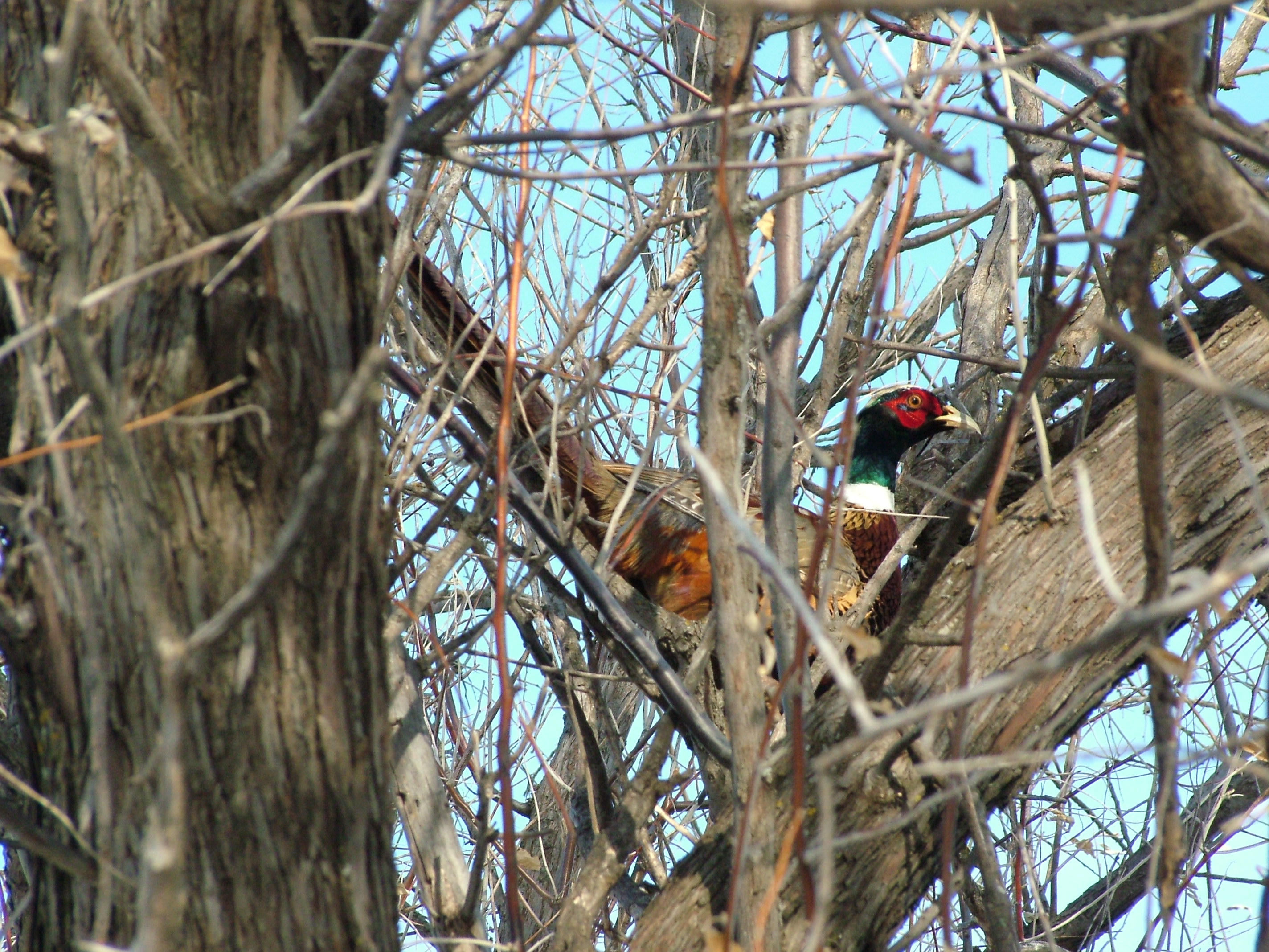 Pheasant Perched In A Tree At The Buffalo Butte Ranch